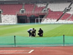 Bagaimana Kondisi Rumput Stadion GBK Jelang Timnas Indonesia vs Jepang?